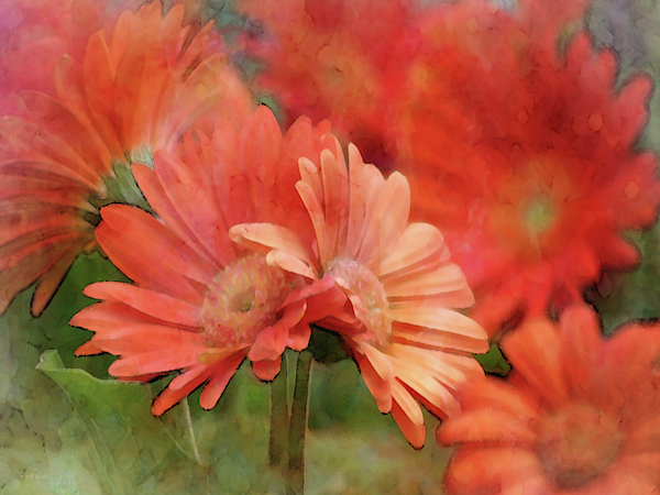 Shades of Orange 6398 IDP_2 by Steven Ward Shades of Orange 6398 IDP_2 by Steven Ward